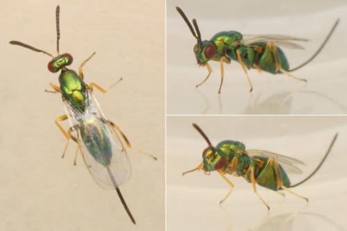 Torymus sp.